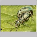 Phyllobius pomaceus - Ruesselkaefer 10.jpg